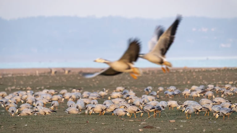 Ученые установили, как перелетные птицы решают отправиться в путь