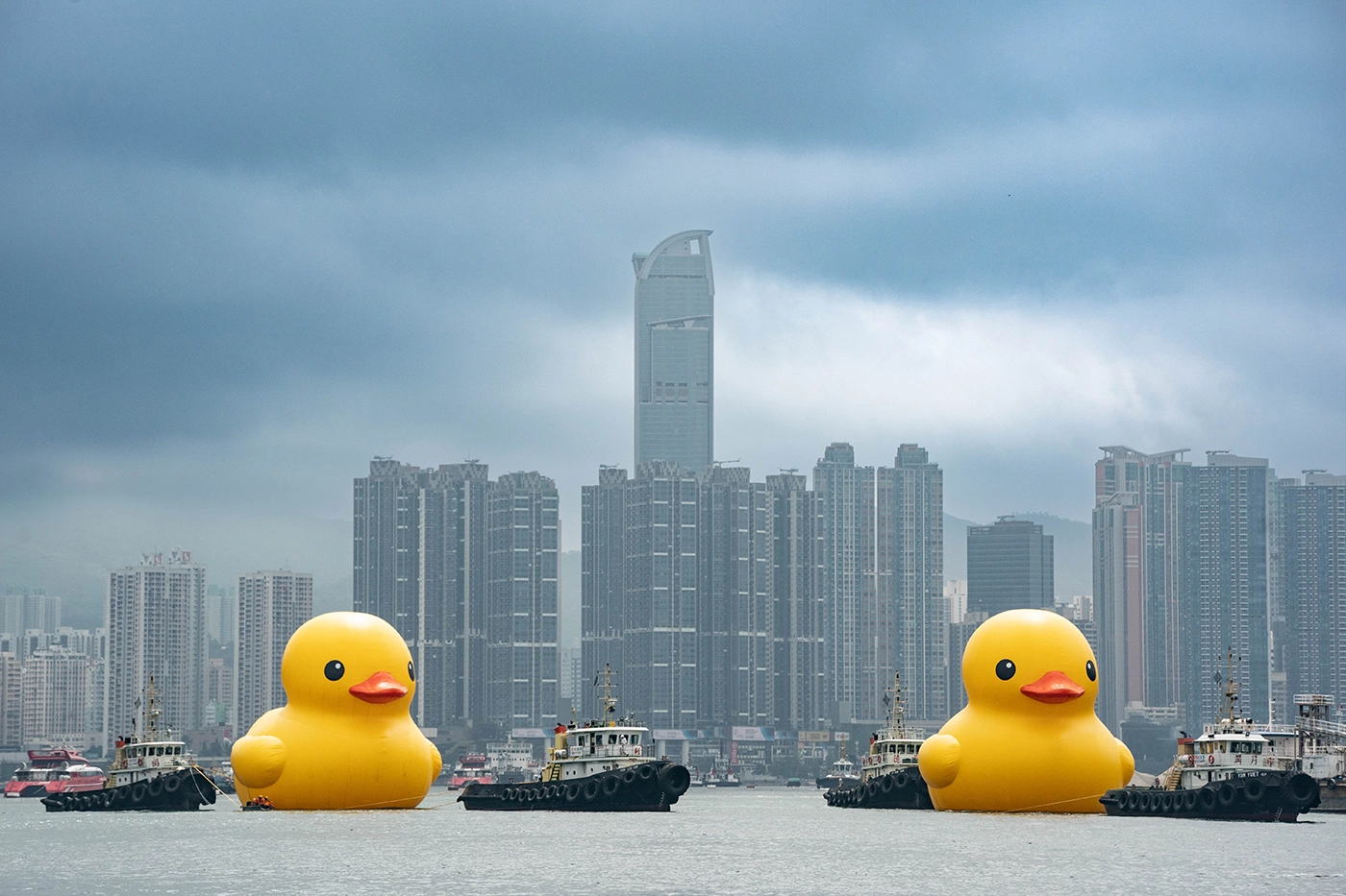 В Гонконг приплыли гигантские резиновые утки. Фото дня