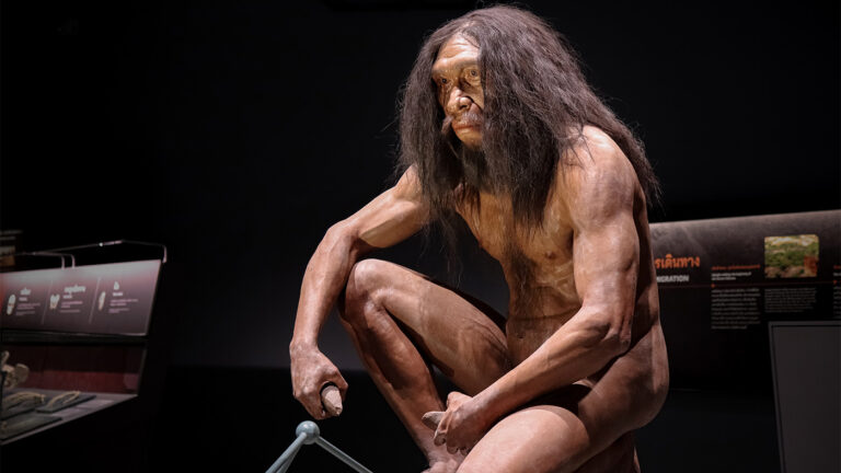 Человек прямоходящий (Homo erectus)