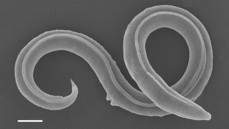 Российские ученые оживили неизвестный вид червя, который провел в вечной мерзлоте 46 тысяч лет