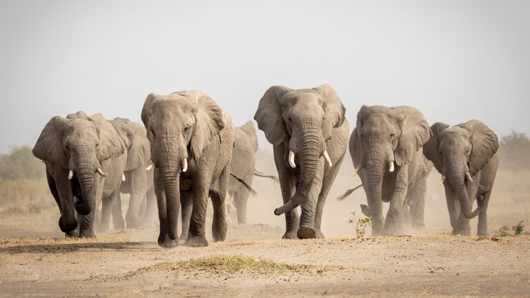 Слоны оказались единственными кроме человека животными, использующими имена