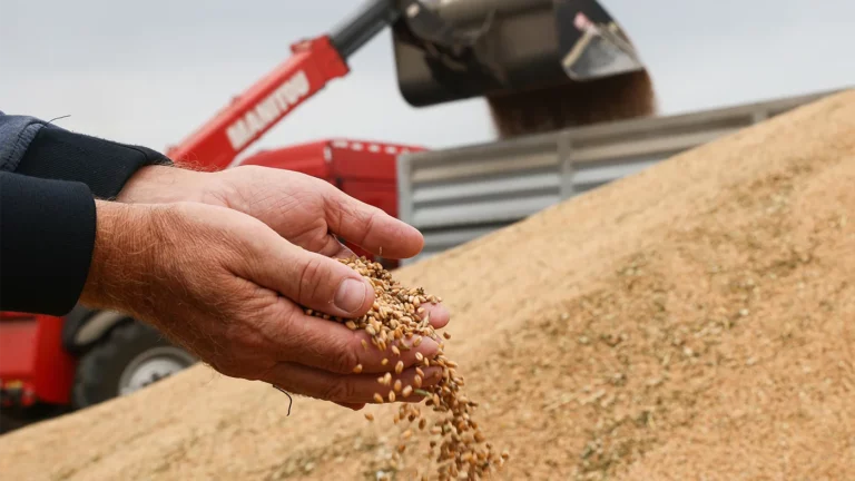 Россия и Турция договорились о поставке 1 млн тонн зерна при содействии Катара