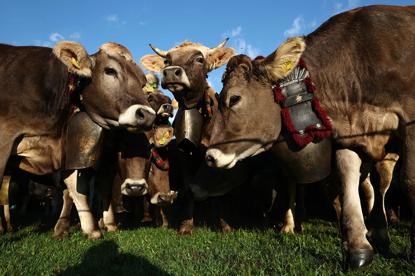 В Баварии отпраздновали возвращение коров с горных пастбищ. Фотогалерея