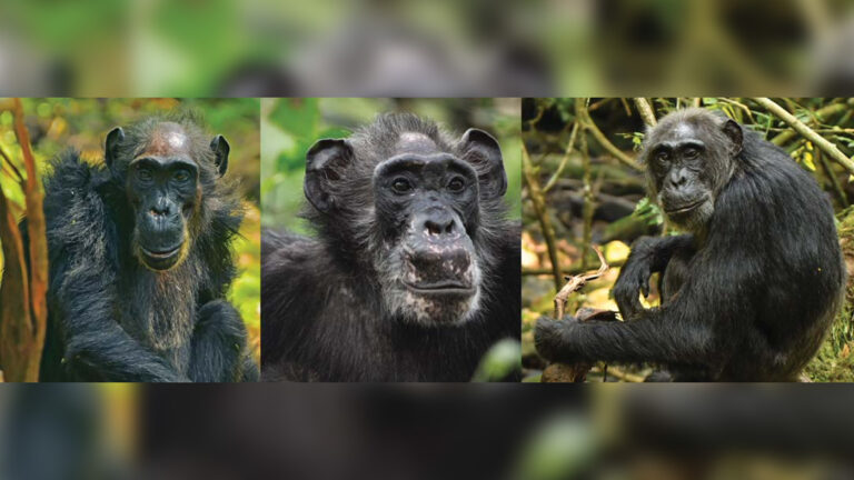 Ученые впервые обнаружили менопаузу у шимпанзе