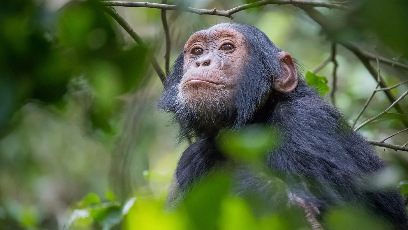 Ученые: шимпанзе узнают друзей после десятилетий разлуки