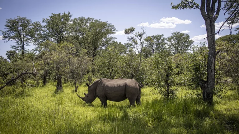 Первое успешное ЭКО дало надежду спасти вымирающих северных белых носорогов