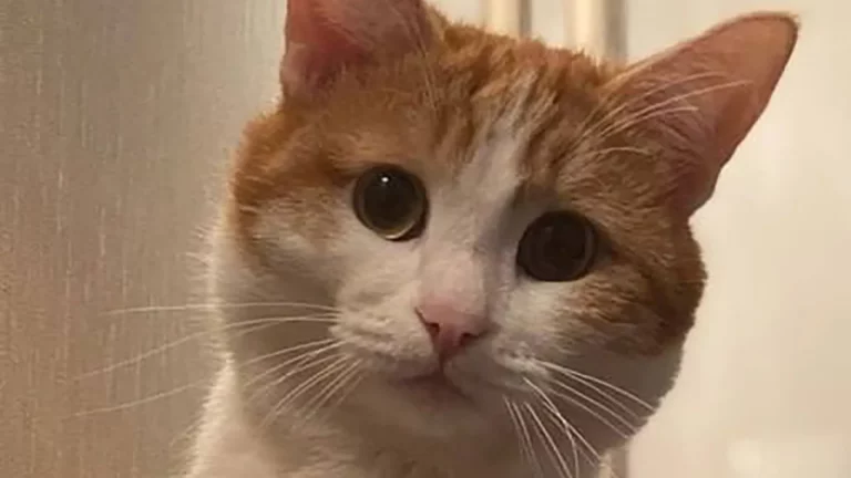 После смерти кота Твикса в Госдуме решили изменить правила перевозки животных