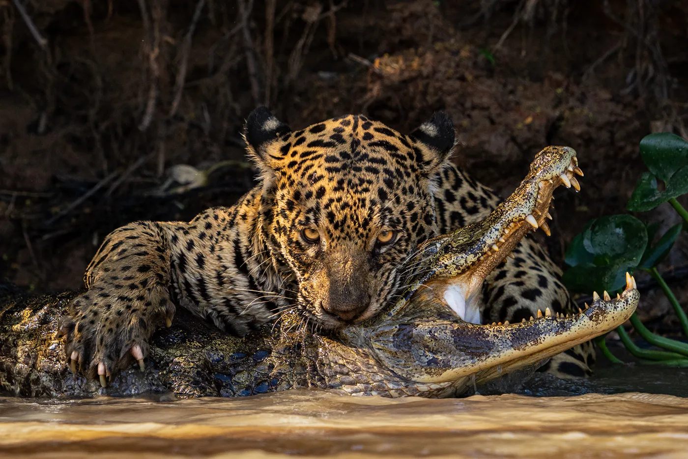 Победители и номинанты фотоконкурса Sony World Photography Awards 2024