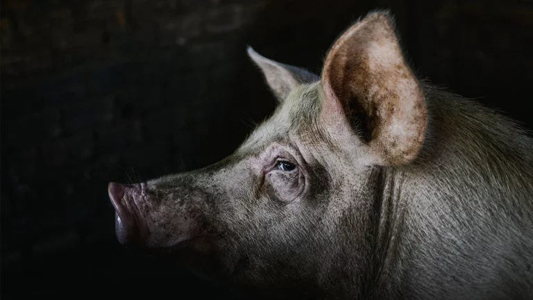 «Самая красивая». В США пациенту впервые пересадили генно-модифицированную почку свиньи