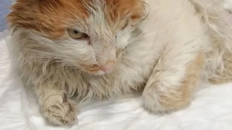 В Самаре врачи борются за жизнь избитого шваброй в поликлинике кота Лучика