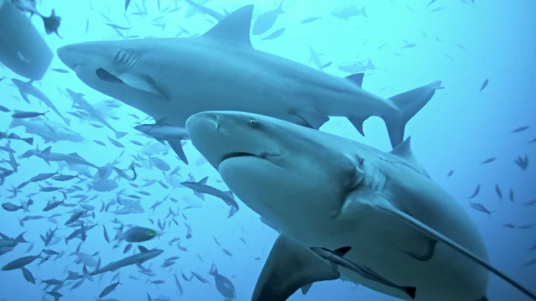 Ученые: тупорылые акулы все чаще замерзают из-за глобального потепления