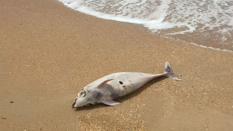 На пляже под Анапой обнаружили десятки мертвых дельфинов