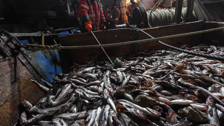 Суд взыскал с рыбопромышленников Дальнего Востока 17,4 млрд рублей