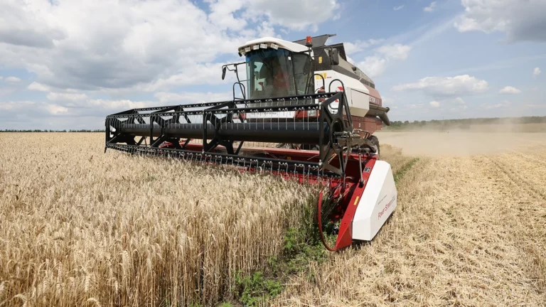 Россия впервые займет больше четверти мирового рынка пшеницы