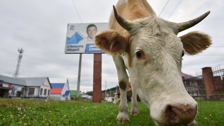 «Вам здесь не рады»: почему жители Алтая судятся с властями и требуют отставки Турчака