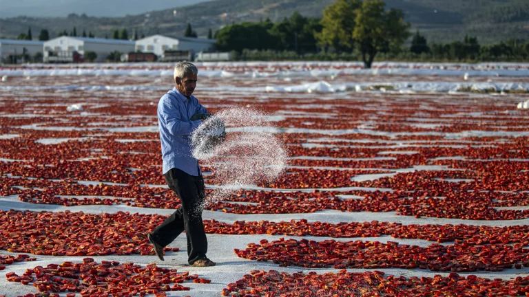 Помидор раздора: кто и когда вел «томатные войны»