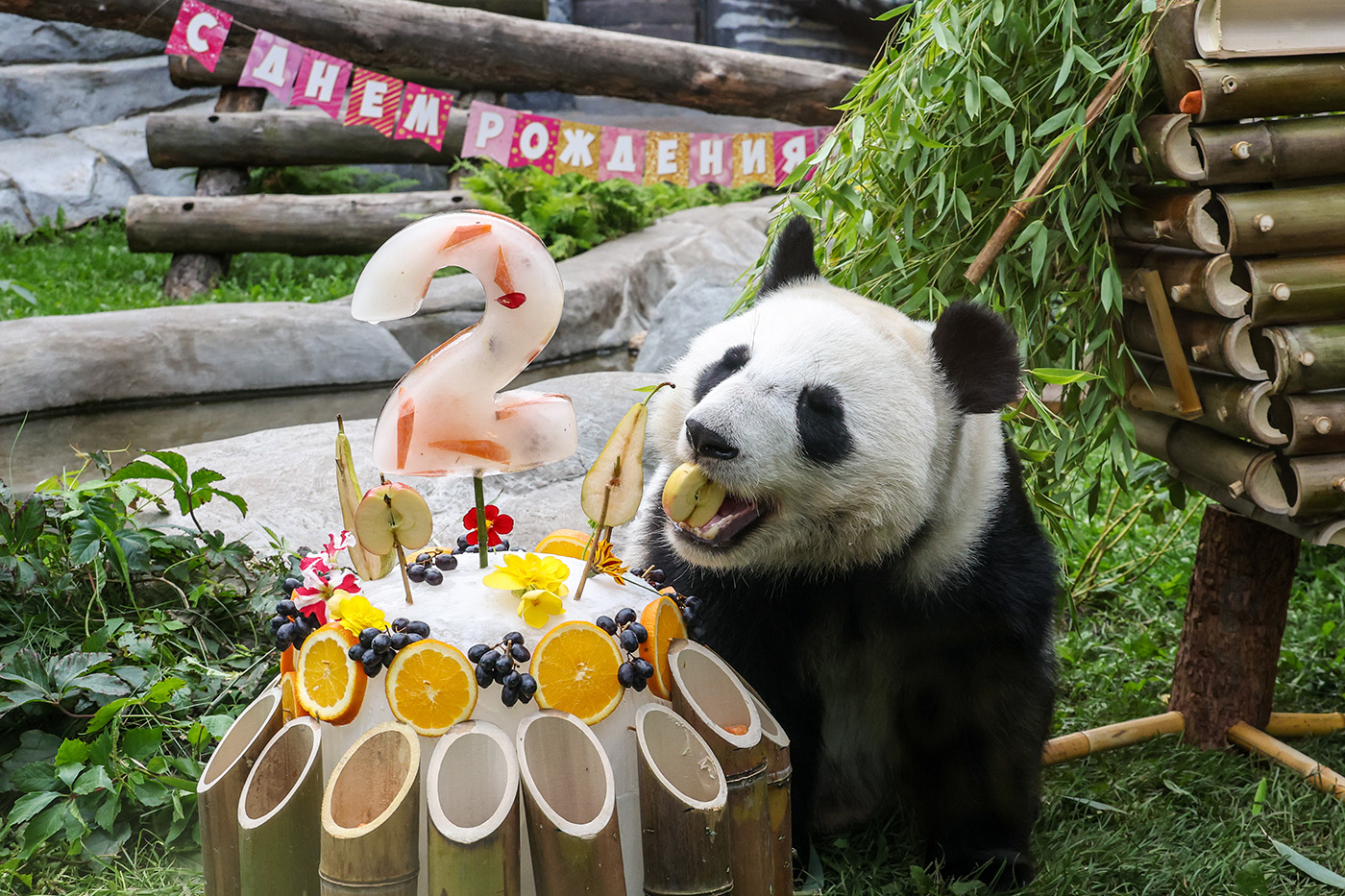 Панде Катюше исполнилось 2 года. Фото дня