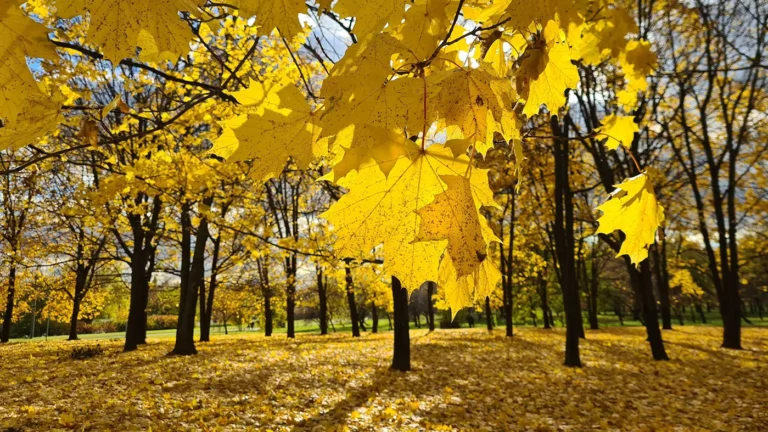 Почему осень называют самым уютным временем года: от поэзии до психологии