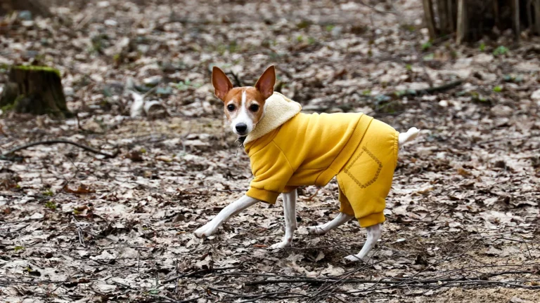 Свыше 1300 пропавших животных нашлись благодаря ИИ
