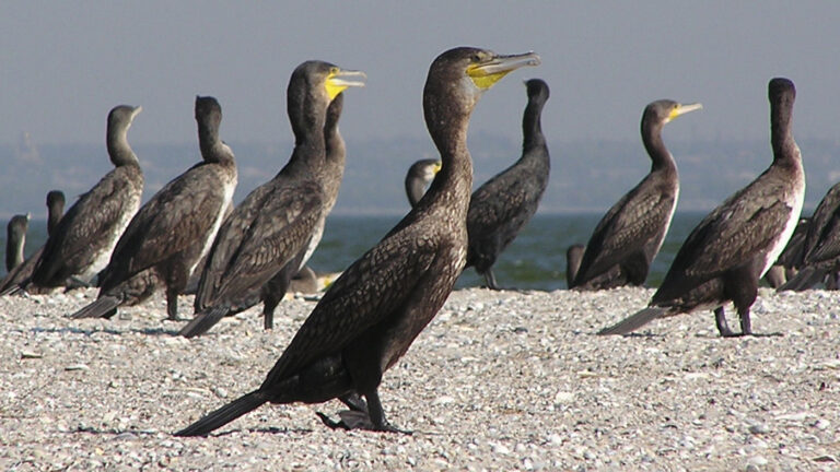 «Мочить в сортире»: депутат призвал бороться с бакланами как с террористами