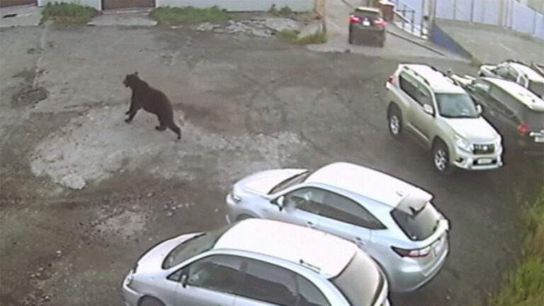 Медведь убил женщину и напал на мужчину в Петропавловске-Камчатском