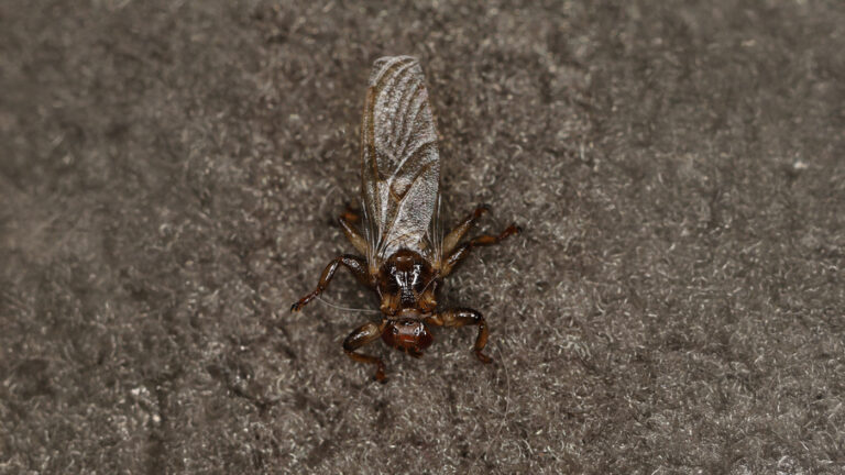 «Кушать хочется, а некого»: чем опасны появившиеся в лесах кровососки