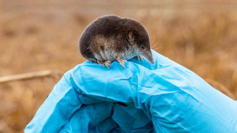 «Теряют 10% мозга»: лекарство от болезни Альцгеймера будут искать у бурозубок