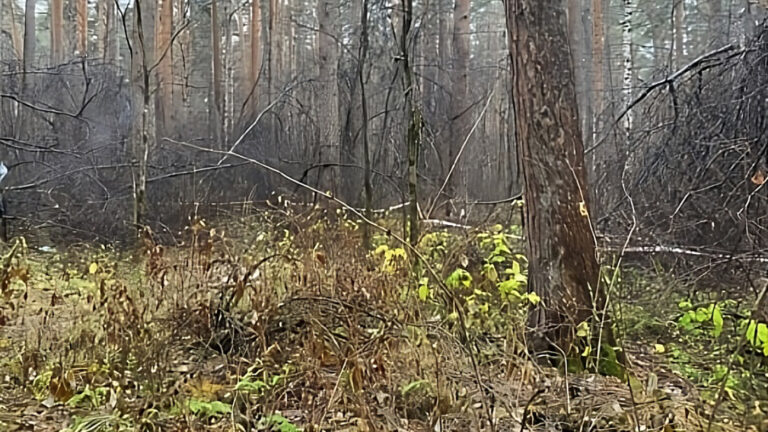 Голую обезглавленную женщину с кольцом на пальце нашел бегун в парке Екатеринбурга
