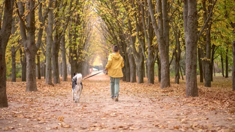 В России могут запретить детям выгуливать доберманов, овчарок и хаски