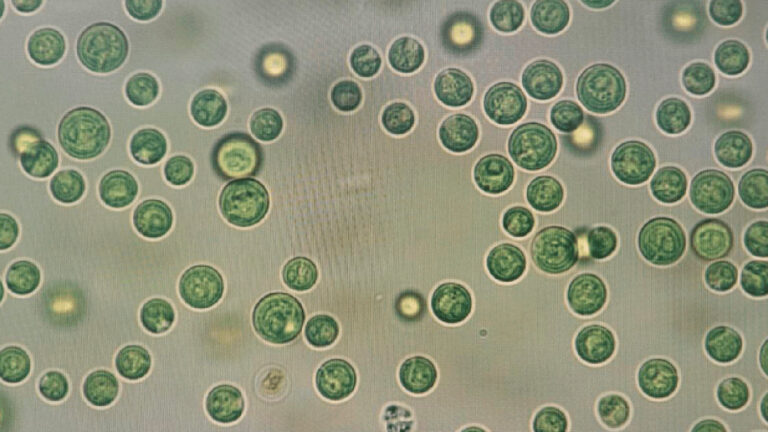 Российские ученые нашли неизвестный вид зеленых микроводорослей