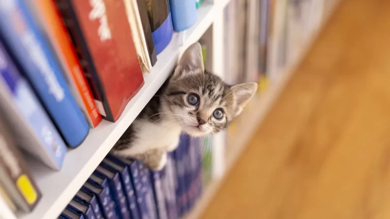 Владельцы кошек оказались самыми читающими среди хозяев домашних животных