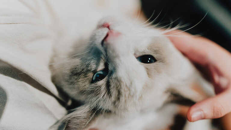 Россиян предупредили о риске затискать домашнюю кошку до смерти