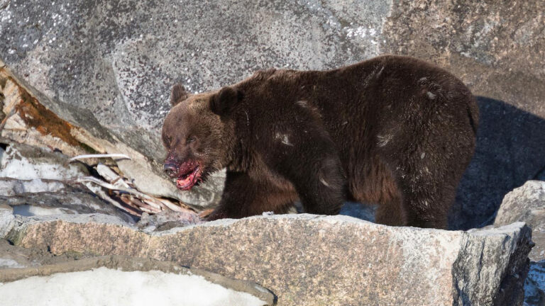 Пропавшая в красноярской тайге семья могла наткнуться на медведя: что известно