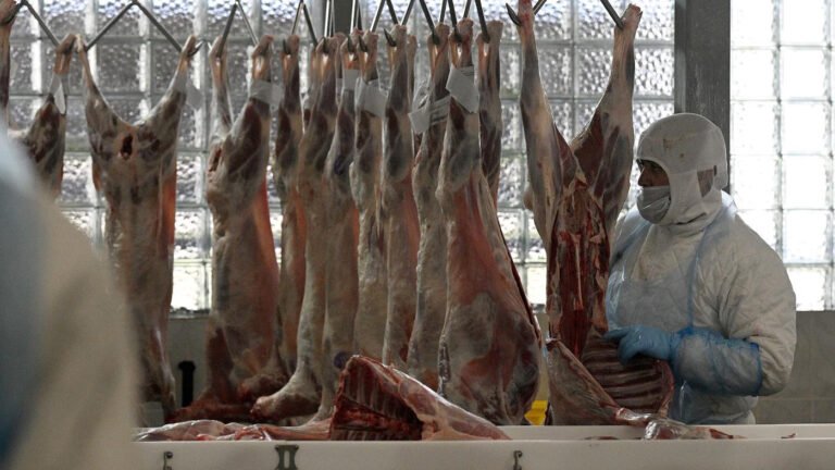 Азербайджан рекордно увеличил импорт баранины из России