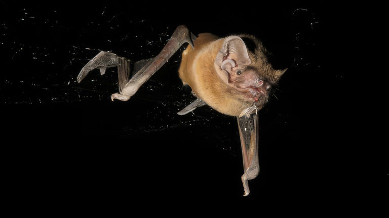 На лету отрывают крылья. Впервые сделана запись охоты летучих мышей на птиц