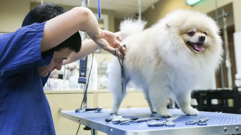 Россияне рассказали, сколько тратят на уход за питомцами