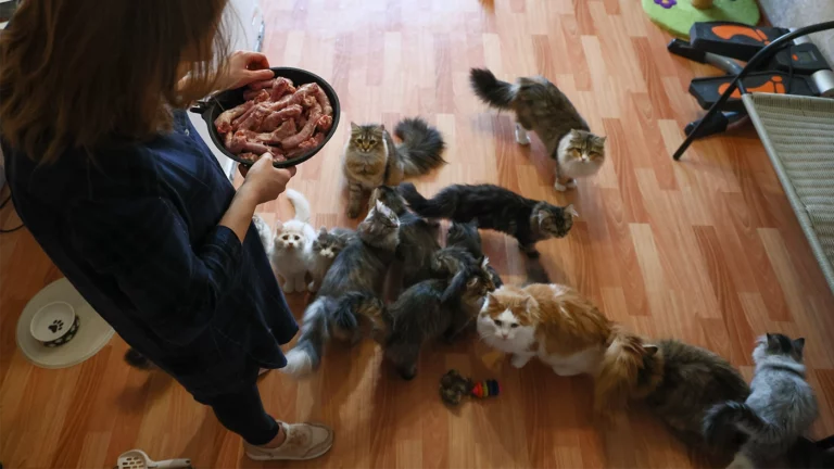 В Госдуме предлагают ограничить количество собак и кошек в квартире