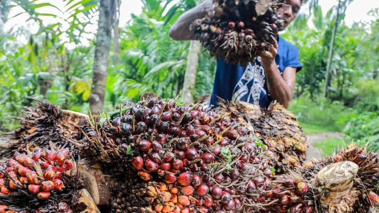 Пальмовая плантация в индонезийской провинции Северная Суматра