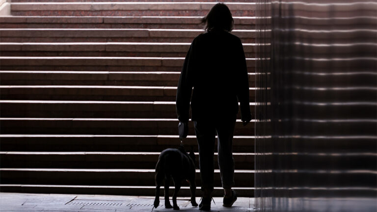 В России хотят ввести «собачье ОСАГО»