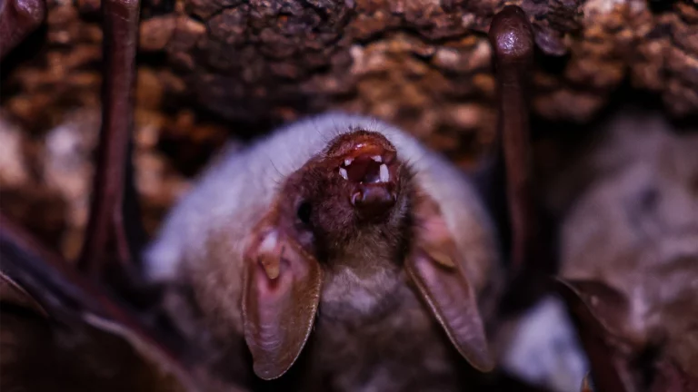 Залетели через окно: чем опасны летучие мыши осенью