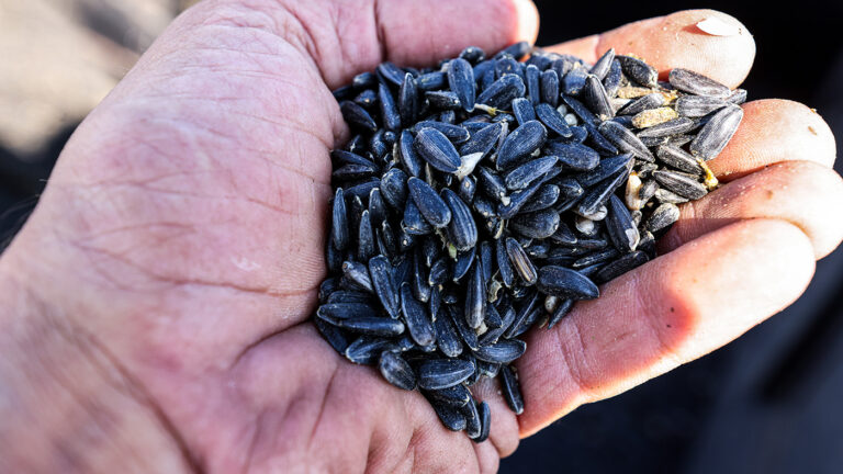 Россиян на пляжах Турции стали вычислять по семечкам