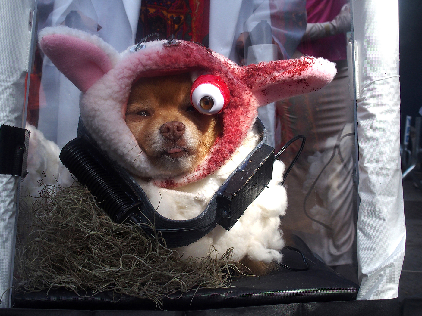 Костюмированный парад собак в преддверии Хэллоуина в Нью-Йорке. Фотогалерея