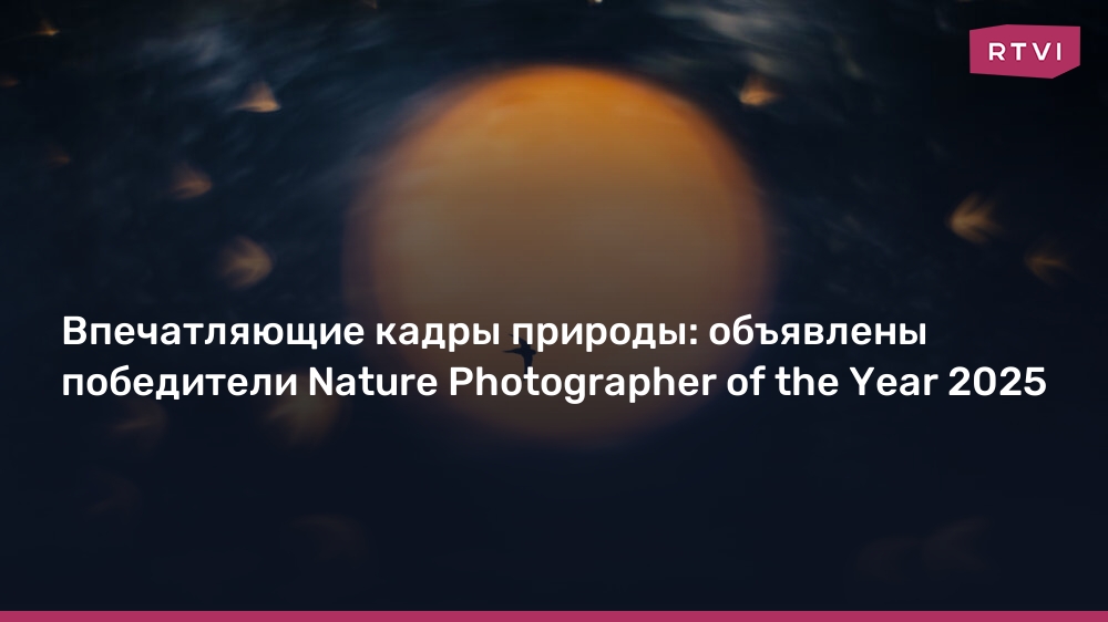 Впечатляющие кадры природы: объявлены победители Nature Photographer of ...
