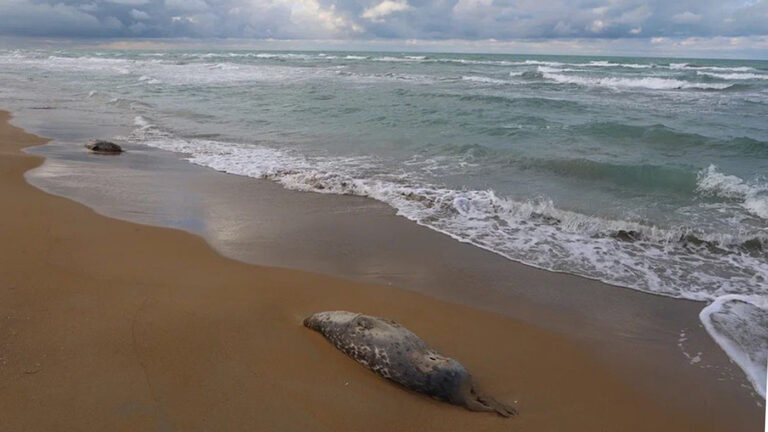 На берегу Каспия в Казахстане нашли 112 мертвых тюленей: что известно