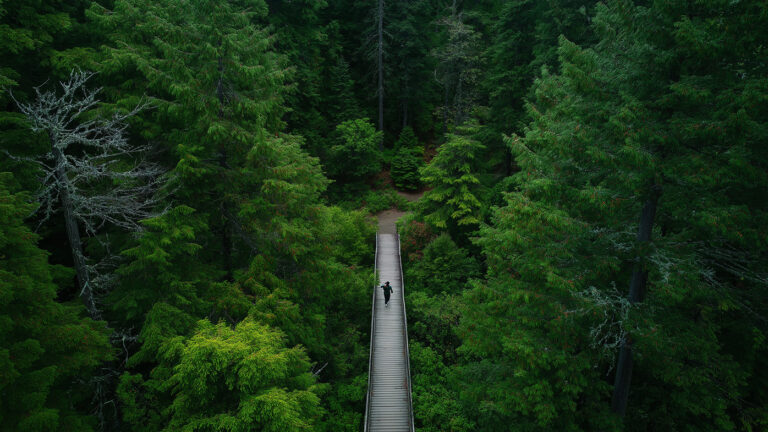 Лесная терапия: как может помочь обычная прогулка