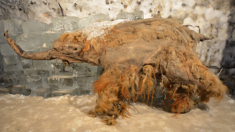 Умер в стрессе: стали известны подробности гибели мамонтенка при атаке пещерных львов