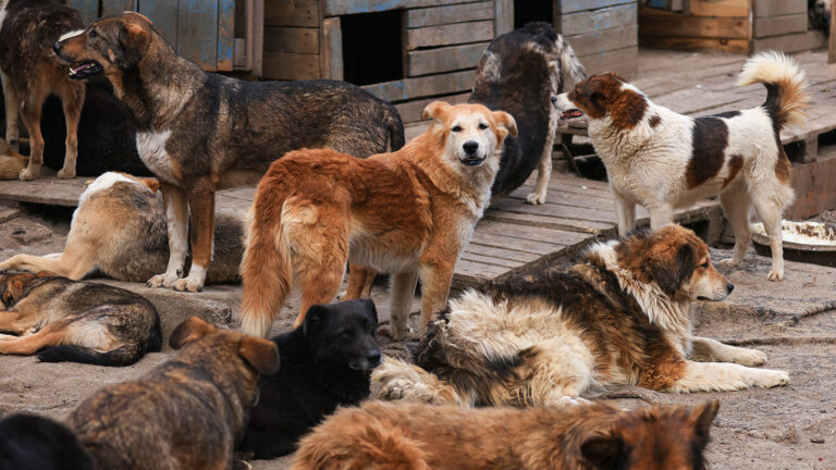 «Прочесывать минные поля»: красноярский депутат призвал отправить бездомных псов на СВО