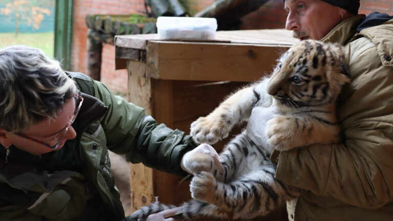 Звери в прямом эфире: как в Московском зоопарке следят за животными