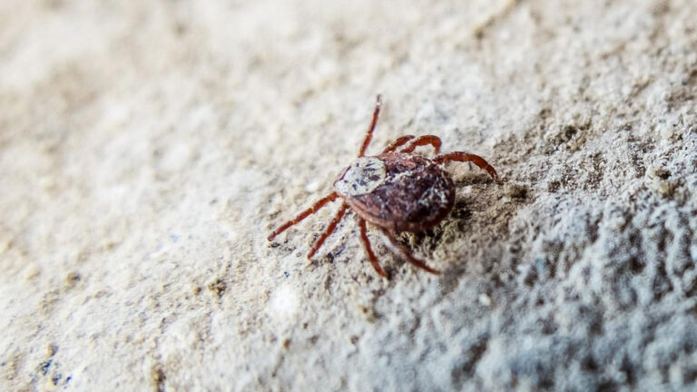 Инфекционист предупредил о риске клещевого энцефалита в столичном регионе