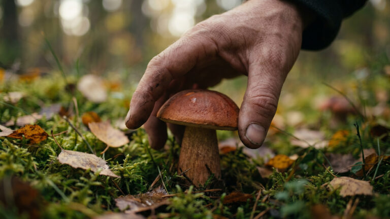 Для сбора некоторых грибов придется оформлять разрешение на «Госуслугах»